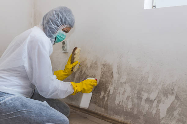 Best Emergency Mold Remediation  in Barker Heights, NC